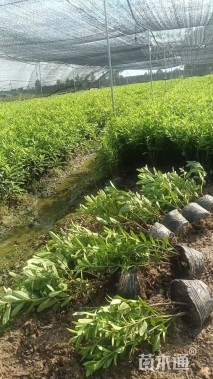 高度25厘米毛鹃小苗