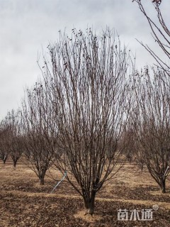 高度400厘米丛生紫叶李