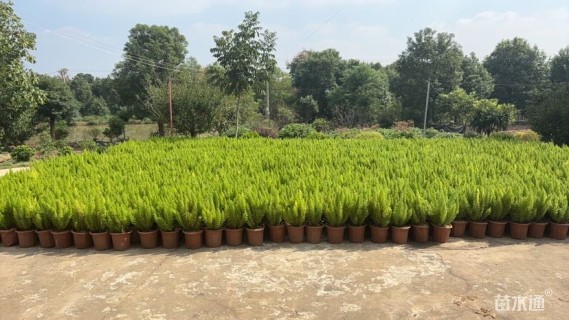 高度25厘米狐尾天门冬