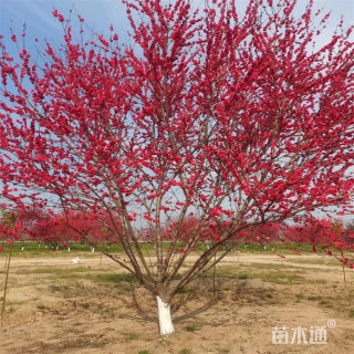 10公分紫叶碧桃