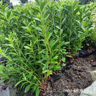 高度20厘米毛鹃