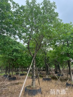 20公分红花玉蕊