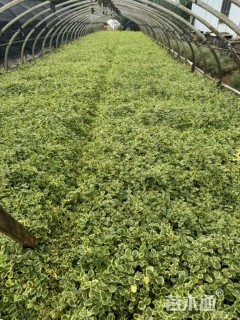 高度20厘米花叶蔓长春