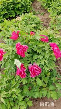 高度70厘米牡丹