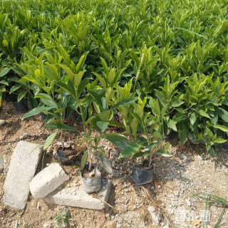 高度25厘米非洲茉莉