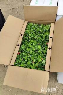 0.1公分北美冬青