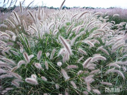 高度15厘米狼尾草