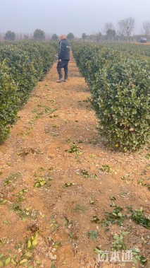 冠幅90厘米大叶黄杨球