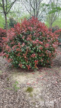 冠幅400厘米红叶石楠球
