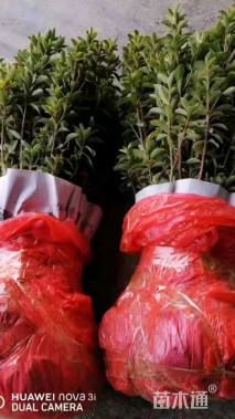 高度30厘米夏鹃