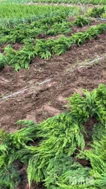 高度30厘米龙柏