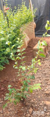 高度20厘米毛叶丁香