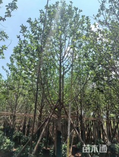 15公分乐昌含笑