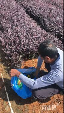 高度20厘米红花继木