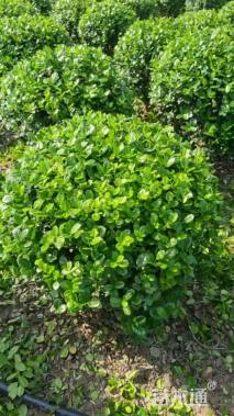 冠幅50厘米无刺枸骨球