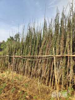 高度300厘米紫花三角梅