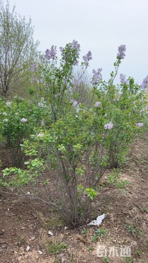 高度210厘米丛生紫丁香