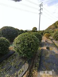 冠幅120厘米海桐球