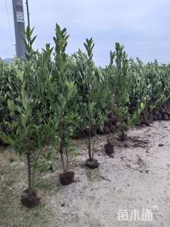 高度170厘米珊瑚树