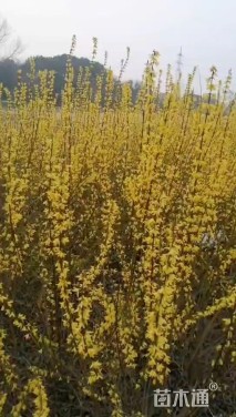 高度150厘米连翘