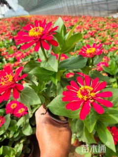 高度15厘米百日草