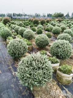 高度100厘米银叶仓鼠球