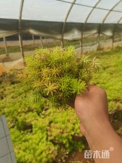 高度25厘米金叶佛甲草