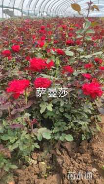 高度35厘米月季