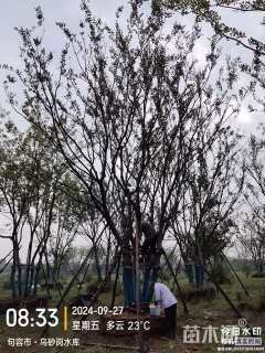 80公分丛生朴树