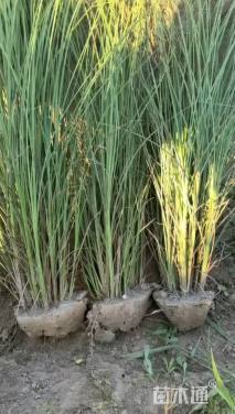 高度120厘米细叶芒