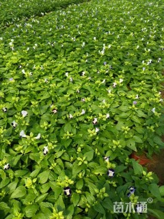 高度15厘米夏堇