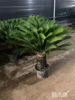 裸干高120厘米铁树