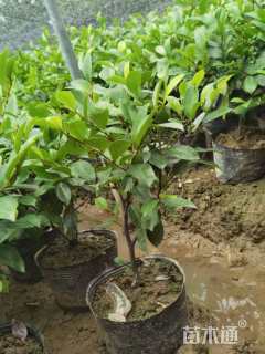 高度30厘米含笑