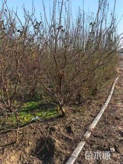 高度230厘米龙游梅