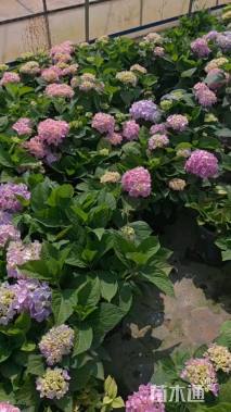 高度30厘米绣球