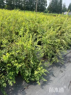 高度40厘米绣线菊