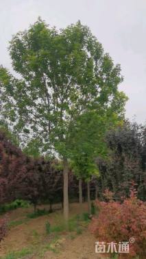19公分绿叶复叶槭