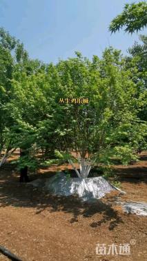 高度400厘米丛生鸡爪槭