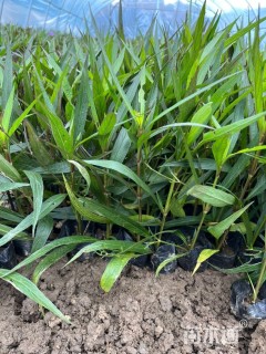 高度20厘米翠芦莉