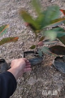 高度30厘米变叶木