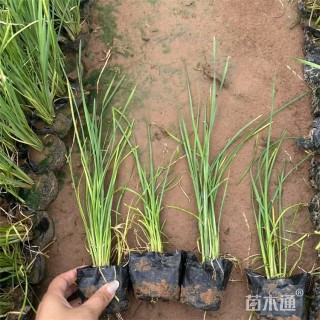 高度35厘米香蒲