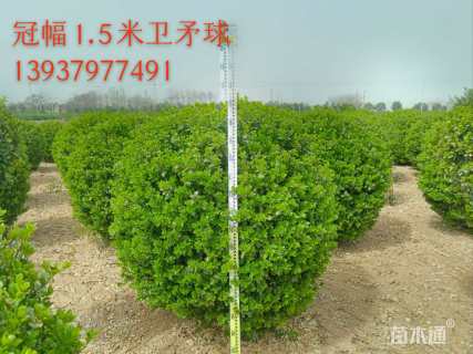 冠幅150厘米卫矛球