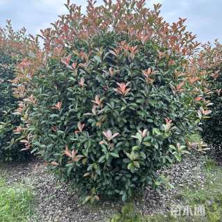 冠幅200厘米红花继木球