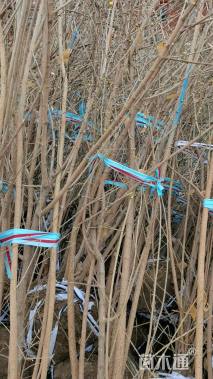 高度290厘米丛生蜡梅