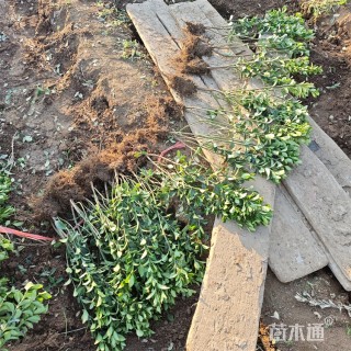 高度52厘米大叶黄杨小苗