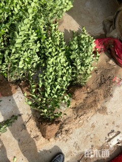 高度70厘米冬青卫矛