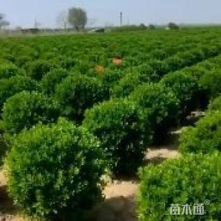 冠幅80厘米大叶黄杨球