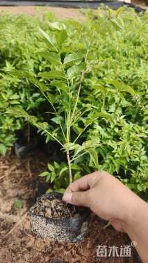 高度25厘米紫云藤