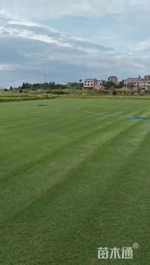 草毯状百慕大草