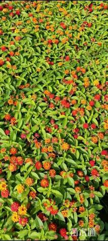 冠幅20厘米五色梅